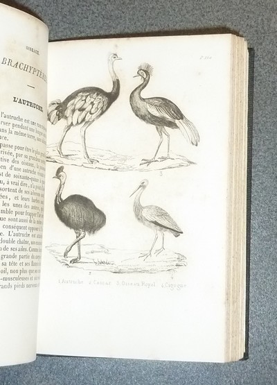 Petit Buffon illustré (Tome II). Histoire naturelle des oiseaux, extraits des grands ouvrages de Buffon, Lacepède et Cuvier