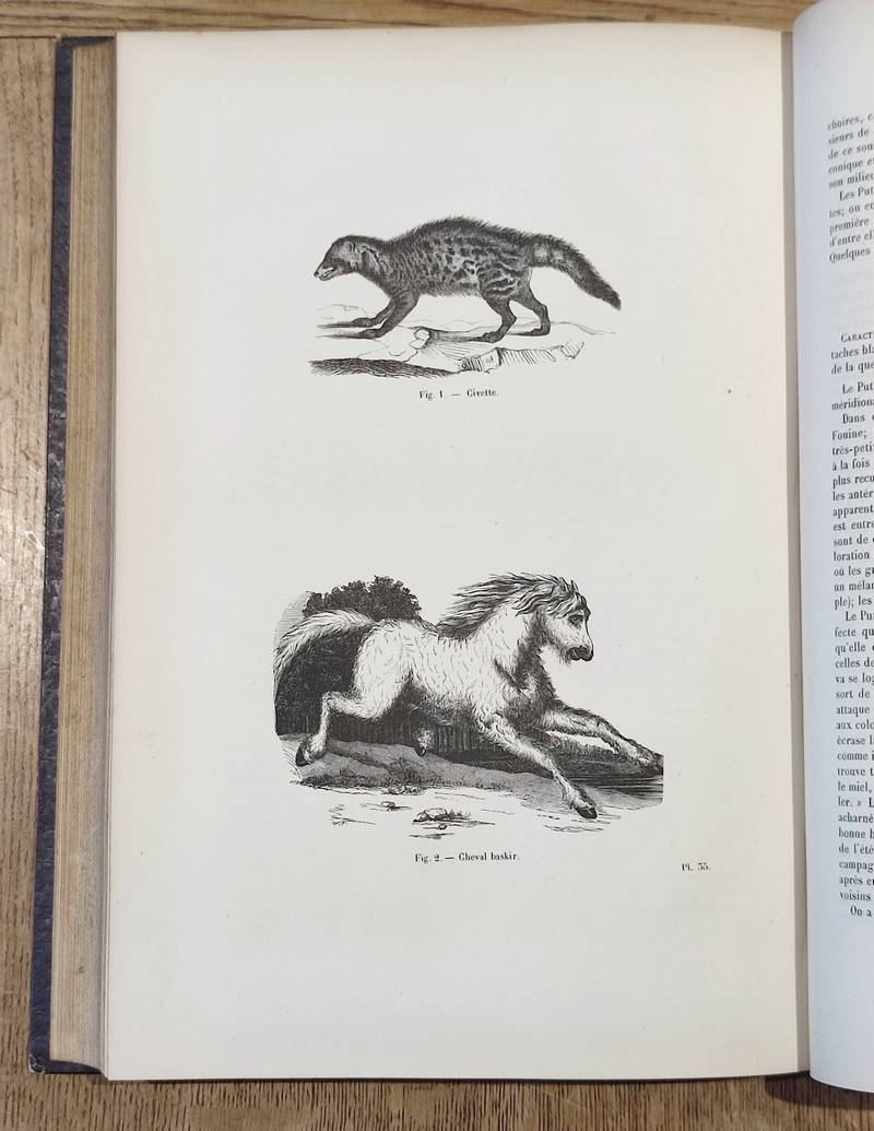 Carnassiers (2 volumes). Encyclopédie d'Histoire naturelle ou traité complet de Science d'après...