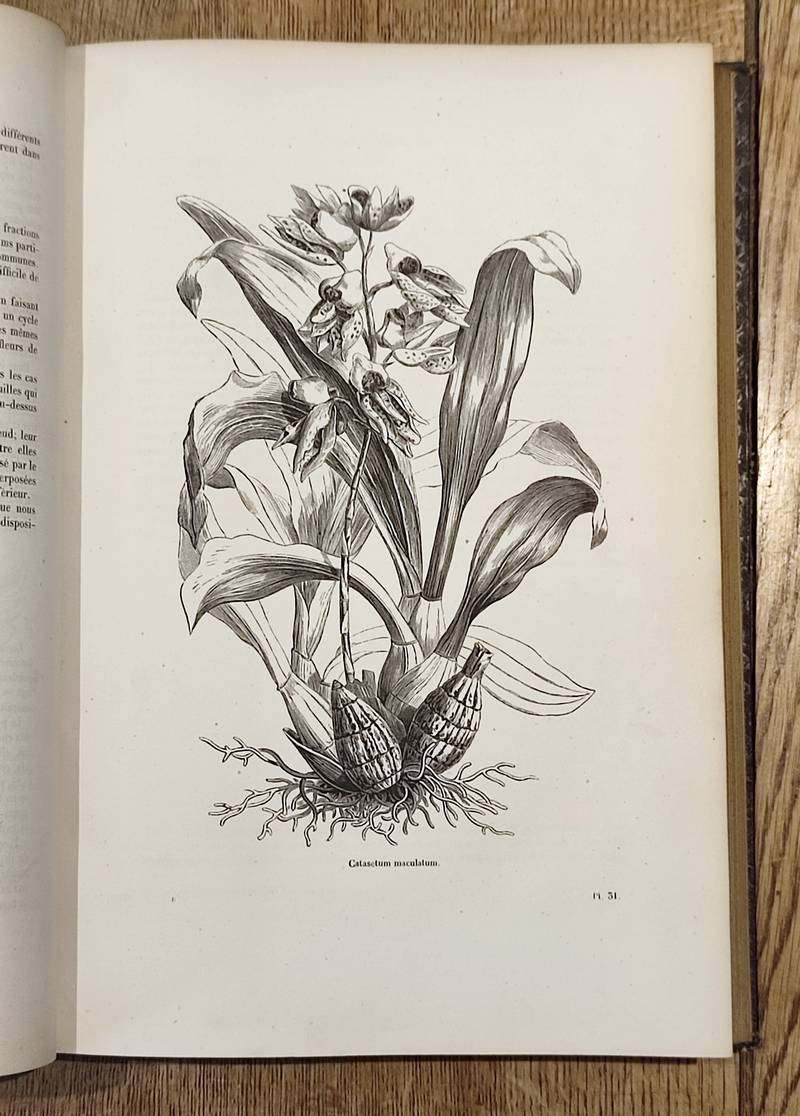 Botanique (2 volumes). Encyclopédie d'Histoire naturelle ou traité complet de Science d'après les...