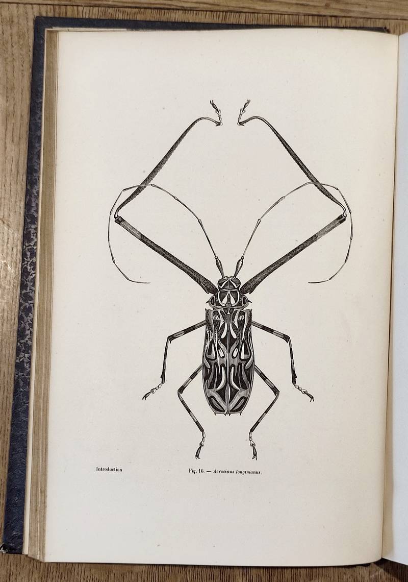 Coléoptères (2 volumes). Encyclopédie d'Histoire naturelle ou traité complet de Science d'après...
