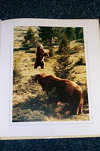 L'Ours, d'après le film de Jean-Jacques Annaud