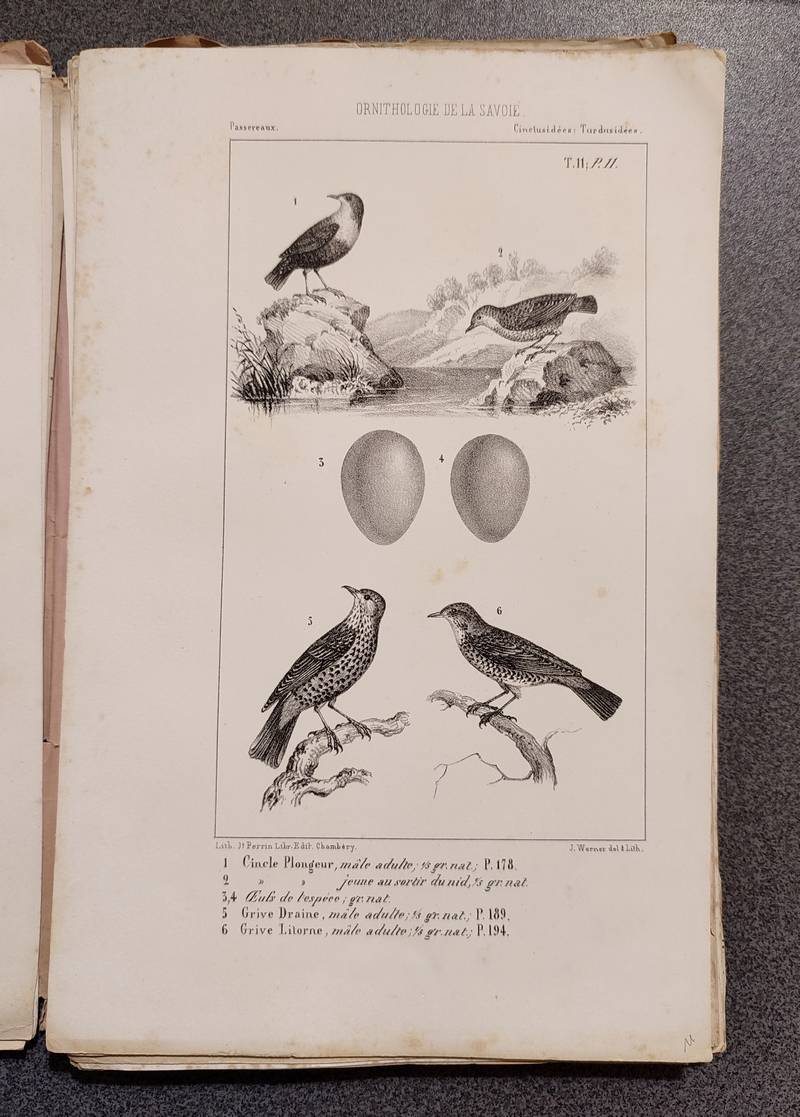 Ornithologie de la Savoie ou Histoire des Oiseaux qui vivent en Savoie à l'état sauvage soit constamment, soit passagèrement (4 volumes brochés et 109 planches).