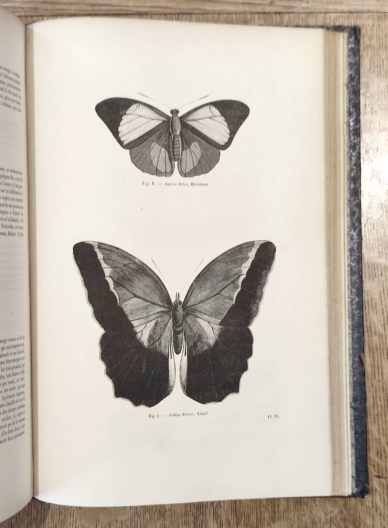 Papillons (insectes lépidoptères - Diurnes et crépusculaires). Encyclopédie d'Histoire naturelle ou traité complet de Science d'après les travaux...